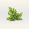 Citronella Essential Oil