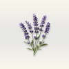 Clary Sage Essential Oil