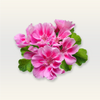 Geranium Essential Oil