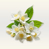 Jasmine Fragrance Oil