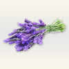 Lavender Fragrance Oil