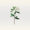 Neroli Essential Oil