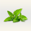 Patchouli Essential Oil