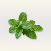 Peppermint Essential Oil