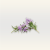 Rosemary Essential Oil