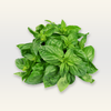 Basil Essential Oil